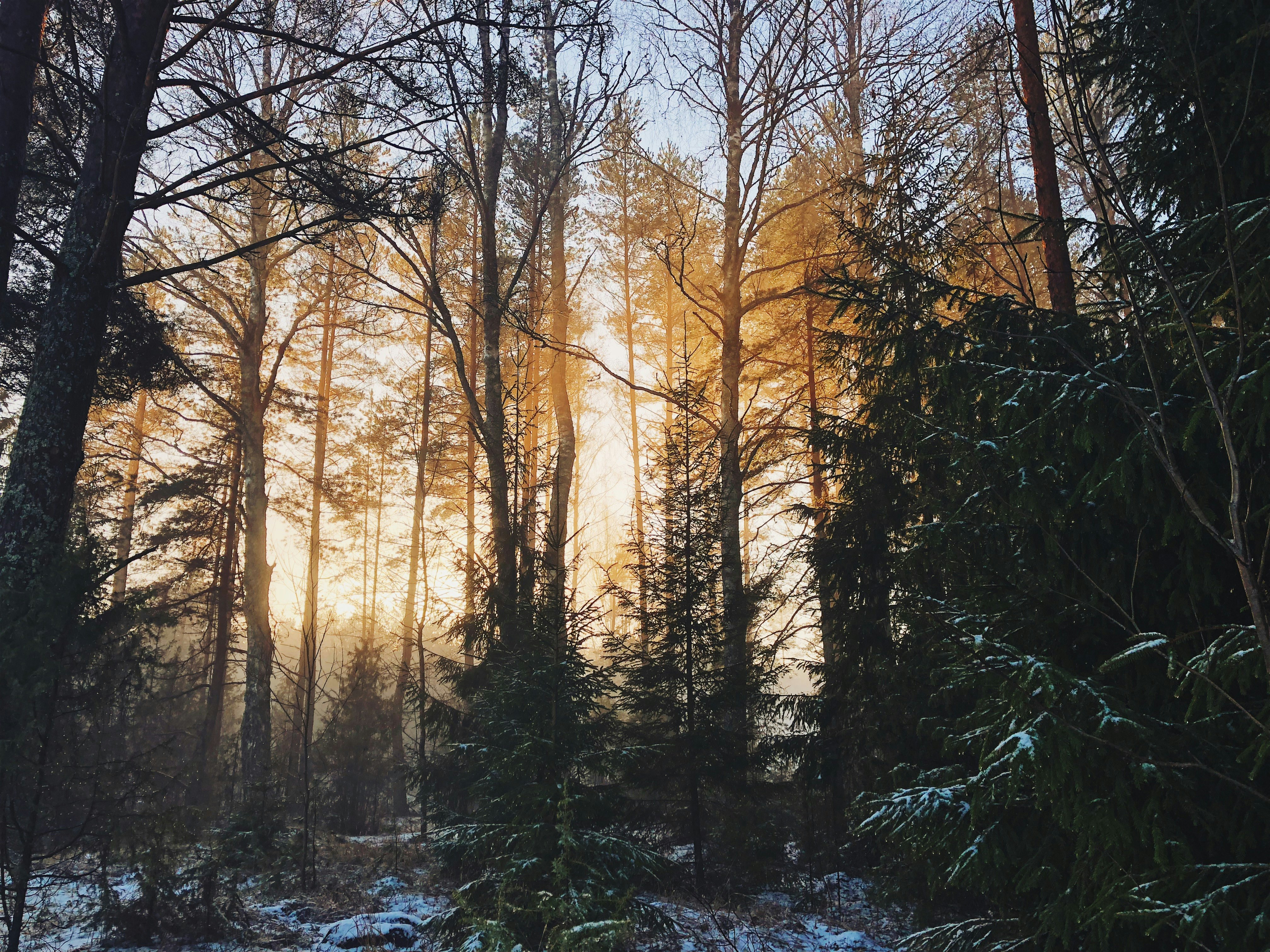 landscape photography of woods